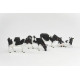 4 vaches Holstein-Friesian 3200503